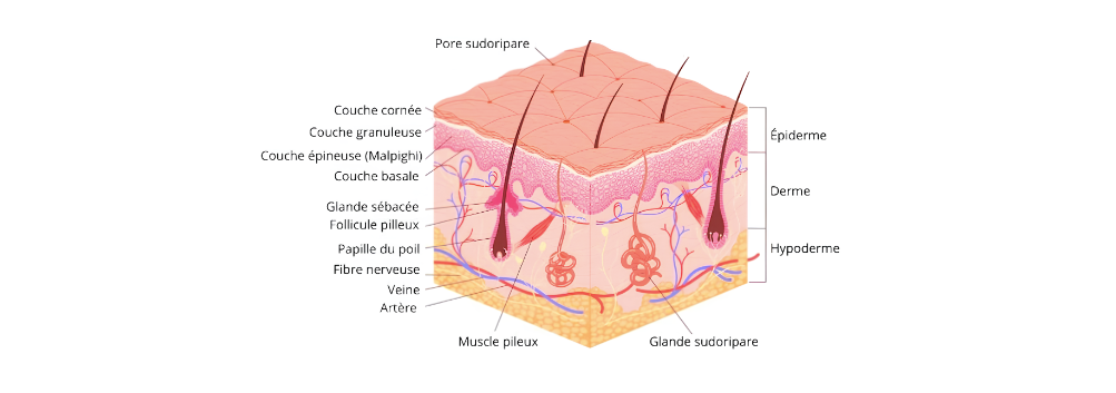 Strcuture de la peau couches de la peau épiderme derme hypoderme c'est quoi le collagène et l'élastine comment fonctionne la peau comprendre comment conserver une belle peau dans le temps